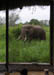 04 Bull Elephant through the window