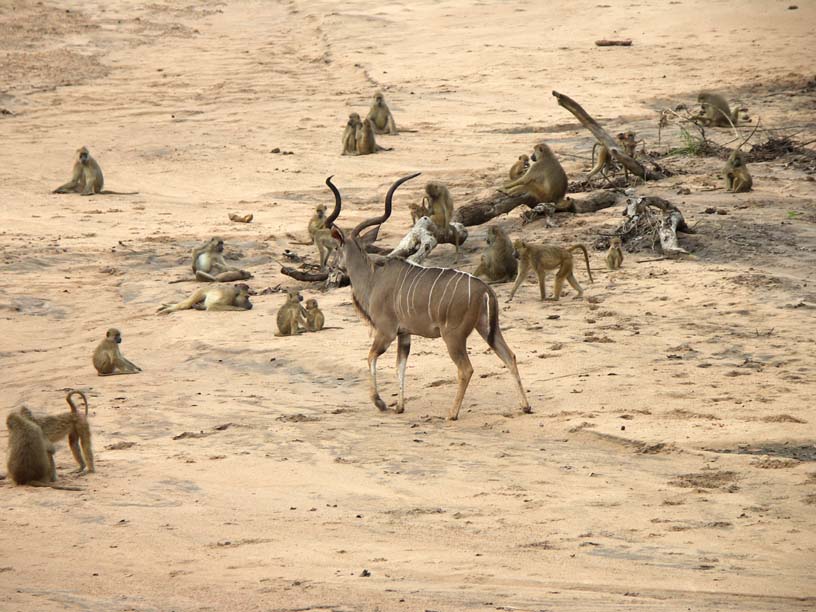 13 There's a kudu in our midst