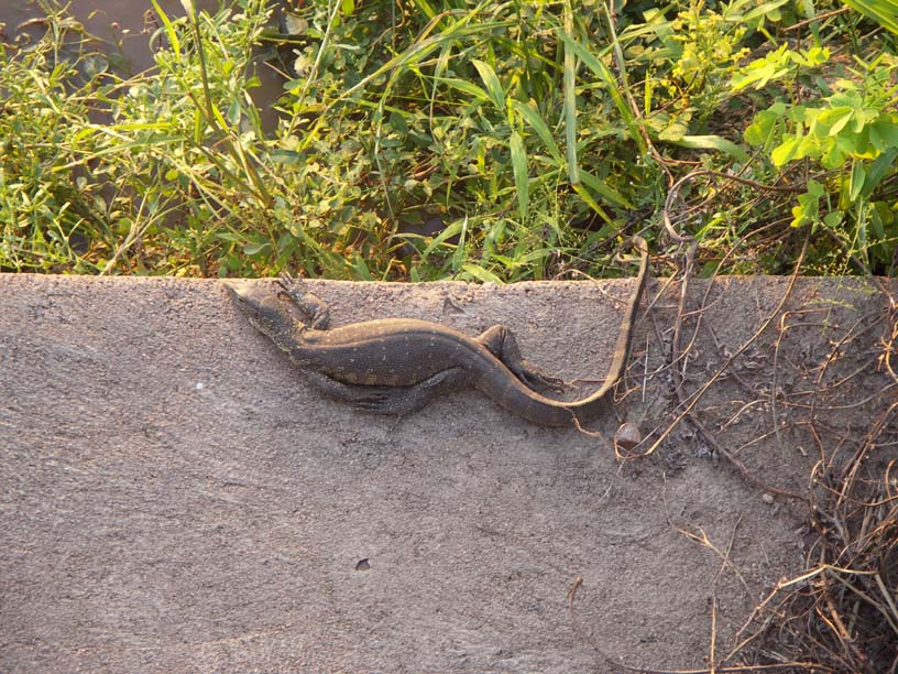 32 Nile monitor lizard on the Luangwa Bridge pontoon