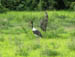 05 Saddle-billed stork