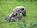 17 Young spotted hyena 3