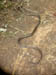 24 Striped sand snake with prey 1