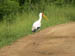 45 Yellow-billed stork