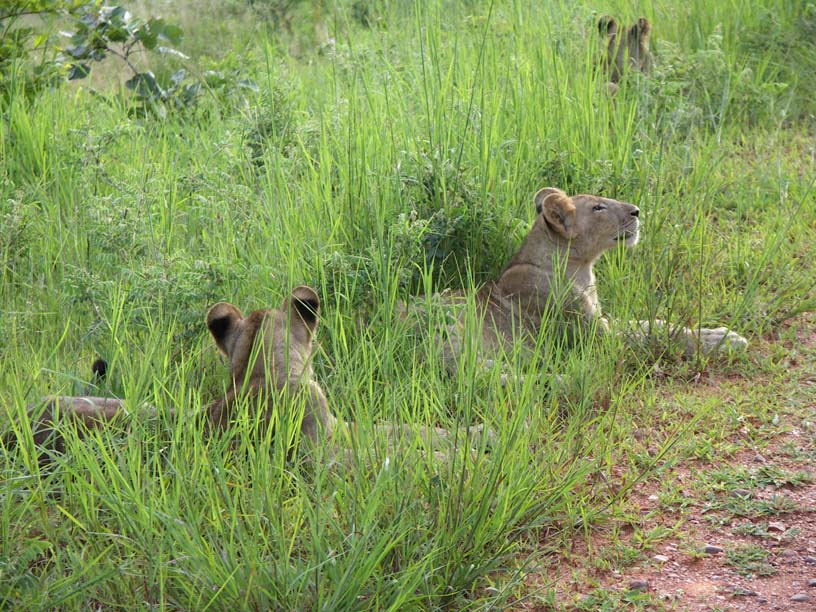 23 Three lion cubs