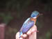 03 Malachite kingfisher