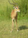 20 A buck impala