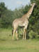 21 A long giraffe