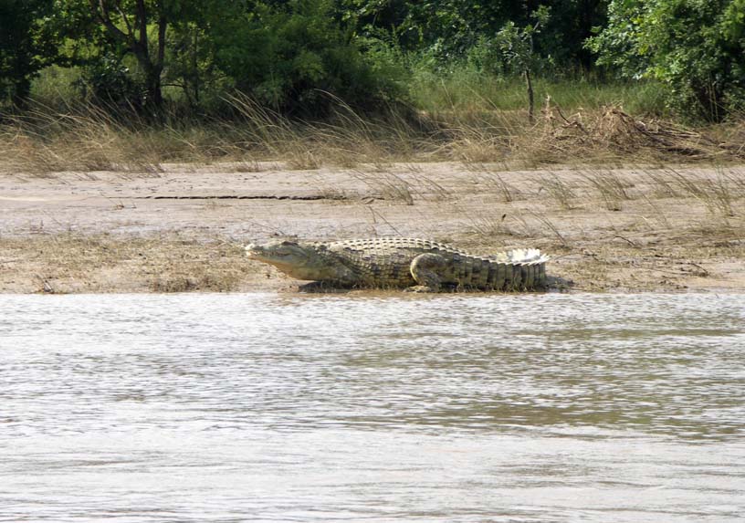 01 A river croc