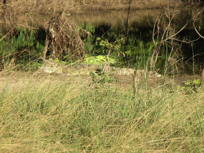 16 A croc near Mfuwe Lagoon