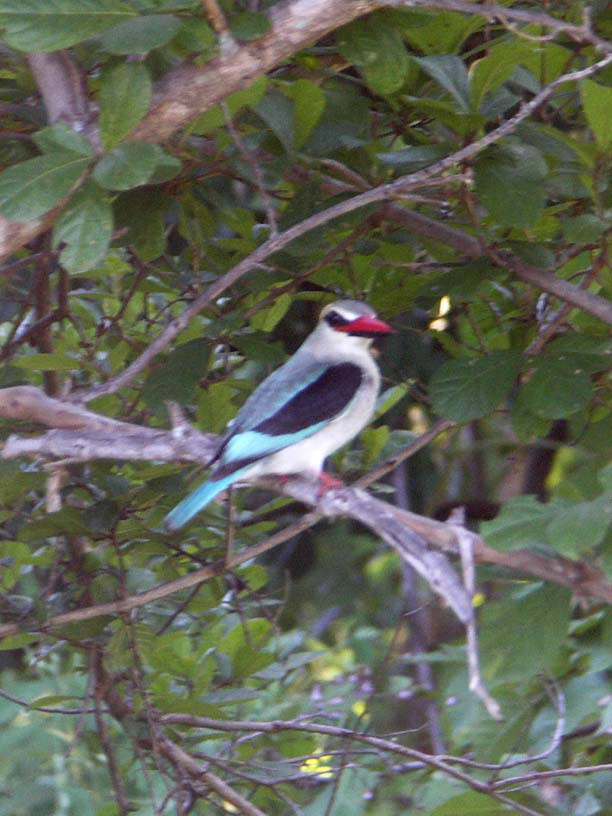 17 Woodland Kingfisher