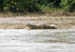 01 A river croc