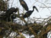 14 Open-billed storks