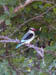 17 Woodland Kingfisher