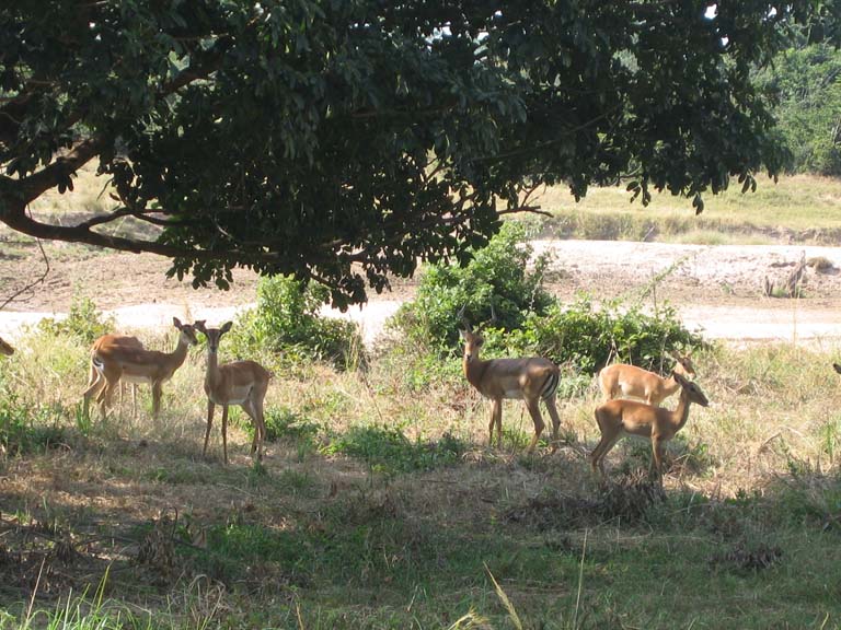 09 Some impala from our chalet
