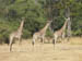 19 Three giraffes in a row!
